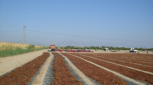 Çekirdeksiz kuru üzüm ihracatı 500 milyon doları aştı