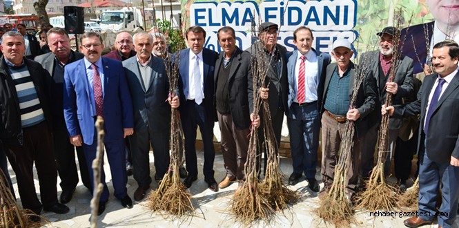 Kahramanmaraş Büyükşehir Belediyesi, Göksun'da Çiftçilere Elma Fidanı Dağıttı