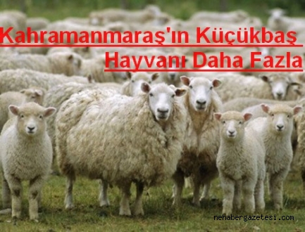 KAHRAMANMARAŞIN KÜÇÜKBAŞ HAYVANI DAHA FAZLA