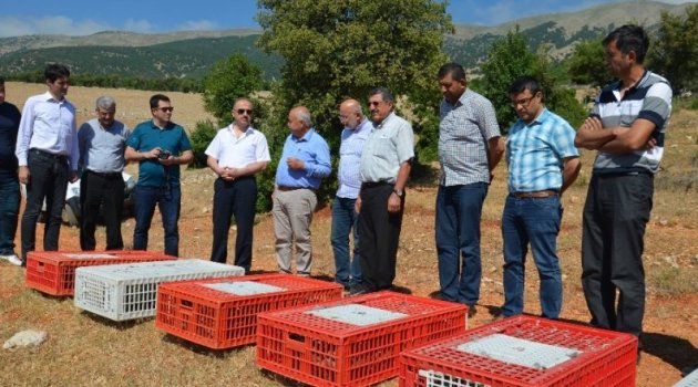 Kahramanmaraş'ta üretilen kınalı keklikler Hatay'da doğaya bırakıldı.