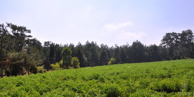 PEMBE DOMATESLER KAHRAMANMARAŞ'I SEVDİ