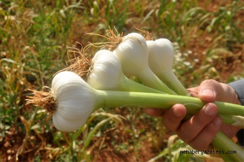 SARIMSAKTA ŞOK ARTIŞ