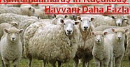 KAHRAMANMARAŞIN KÜÇÜKBAŞ HAYVANI DAHA FAZLA