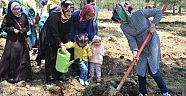  Kutlu Doğum Haftası Etkinlikleri Kapsamında Fidan Dikimi Gerçekleşti