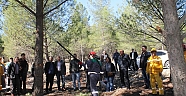 Orman Bölge Müdürlüğü  400 Bin Fıstık Çamı Dikecek