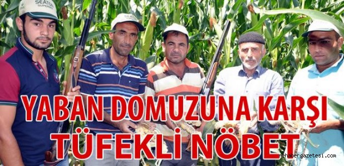 Yaban Domuzuna Karşı Tüfekli Nöbet